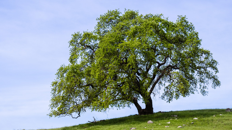 A lone valley oak on a hill