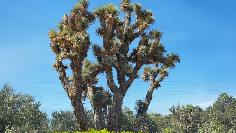 A mature western Joshua tree sunbathing