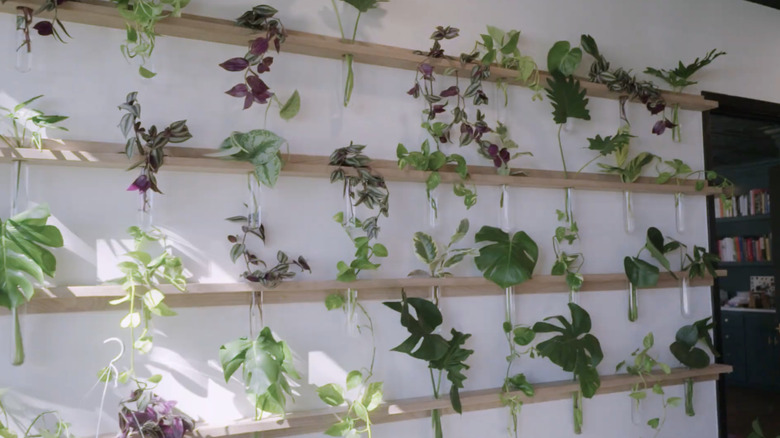 Four wooden shelves hanging on a white wall contain several test tubes filled with houseplant cuttings