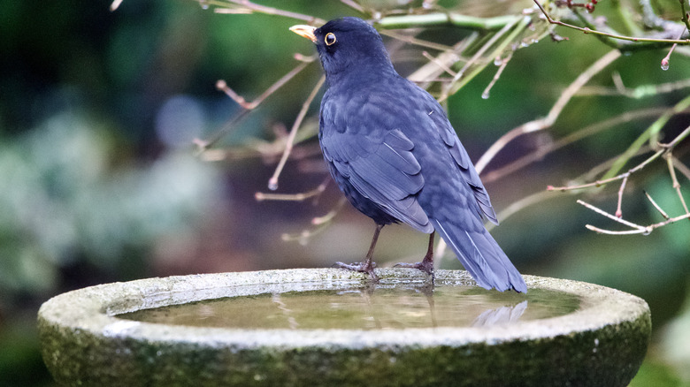 A black bird sits on the edge of a birdbath