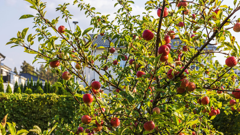 Apples growing on a tree