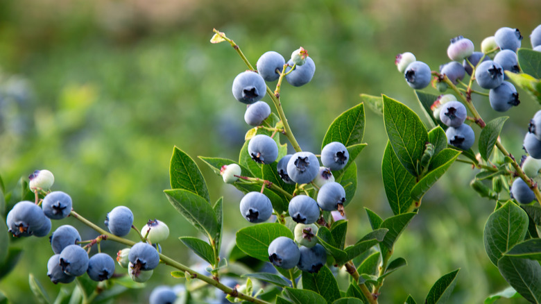 Ripe blueberries ready for harvesting