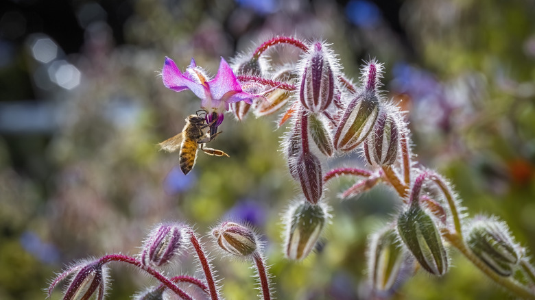 Borage flower being visited by a bee
