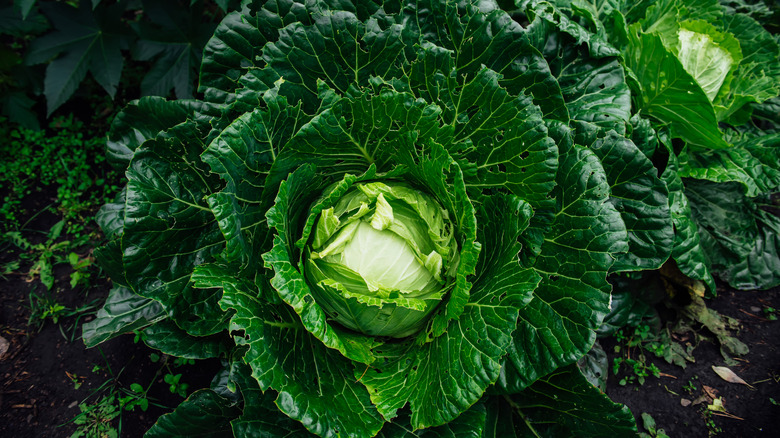 Huge head of green cabbage