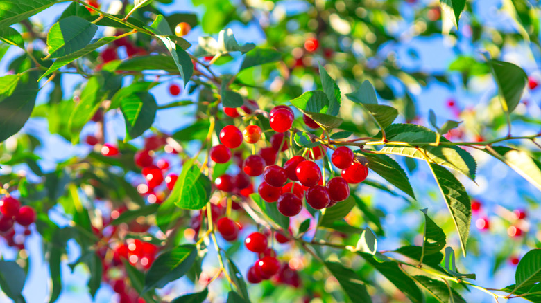 Ripe cherries on a cherry tree