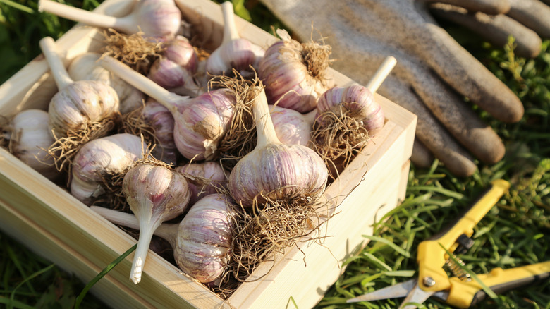 Harvested garlic bulbs