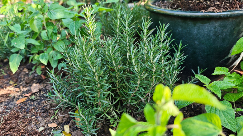 These 20 Companion Plants Will Help Your Rosemary Thrive