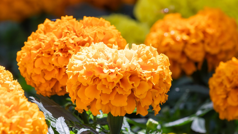 Orange and yellow marigolds