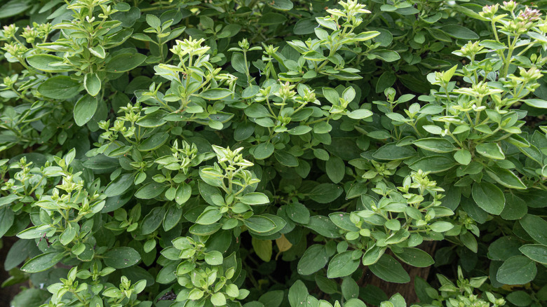 Marjoram herb