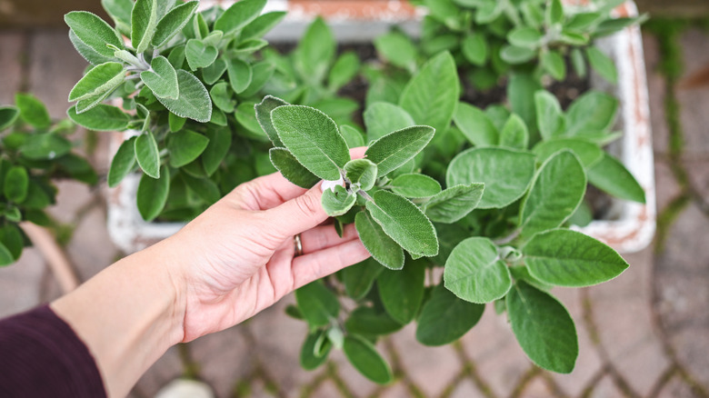 Gardner picking sage leaves from planter