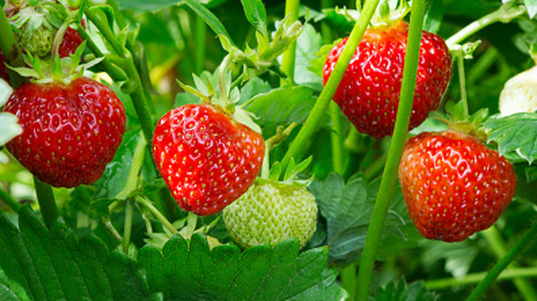 Closeup on strawberry plants