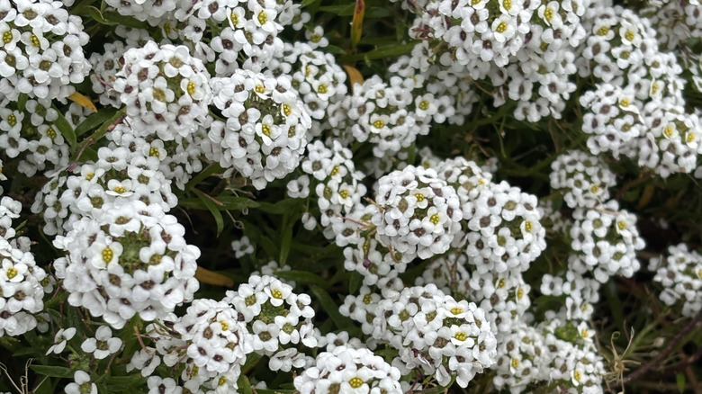 White sweet alyssum flowers