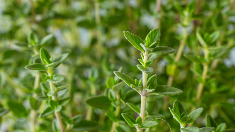 Thyme herb closeup