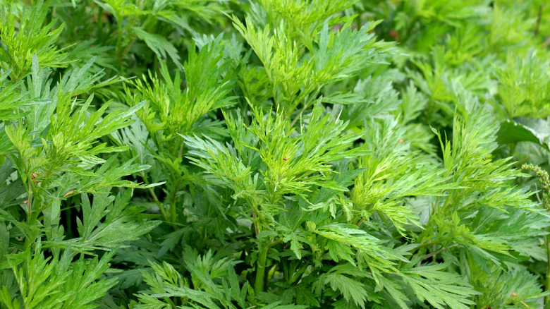 Wormwood leaves