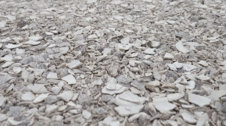 Closeup on seashell driveway