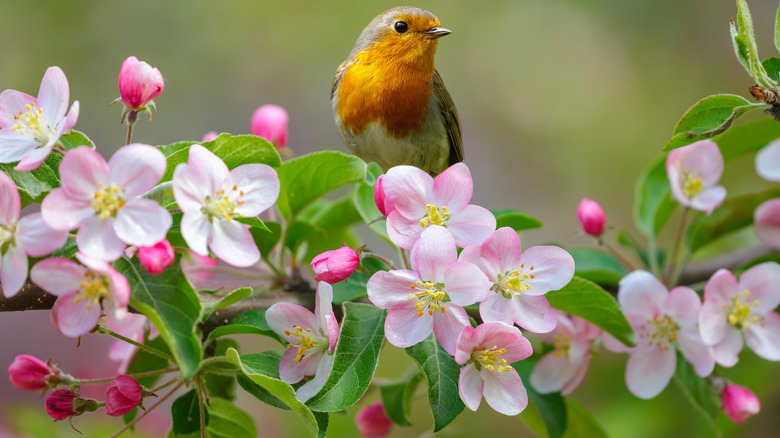 a small robin sits on a flowering branch