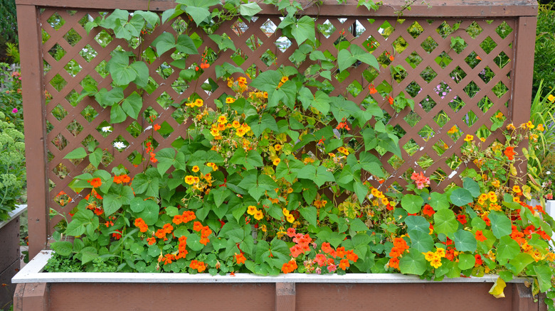 a raised garden bed and trellis with nasturtium flowers