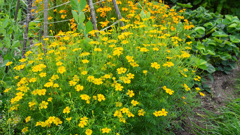 yellow signet marigold flowers growing in a garden