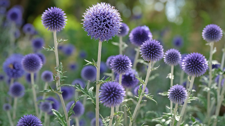 globe thistle flowers grow in a field