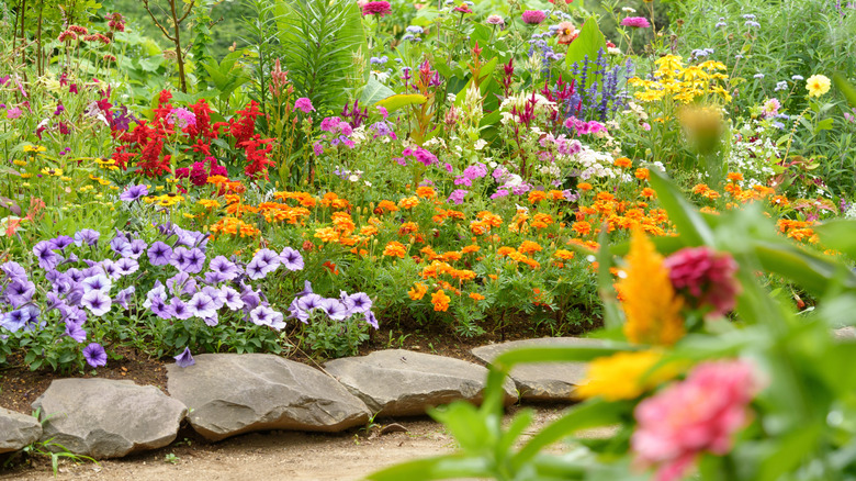 a garden full of colorful flowers