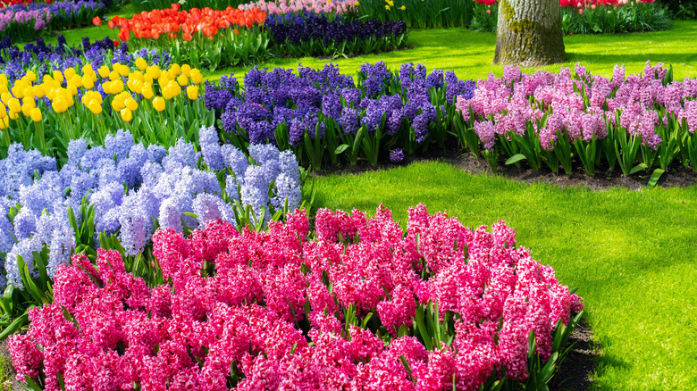 a garden with flowers grouped together by color