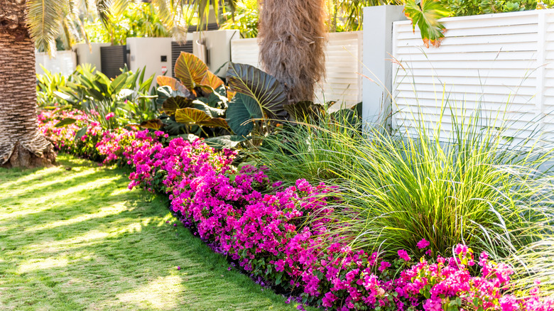 flower beds with pink flowers shaded by taller plants and trees
