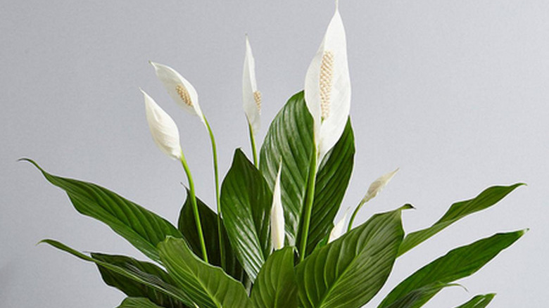 Peace Lily plant