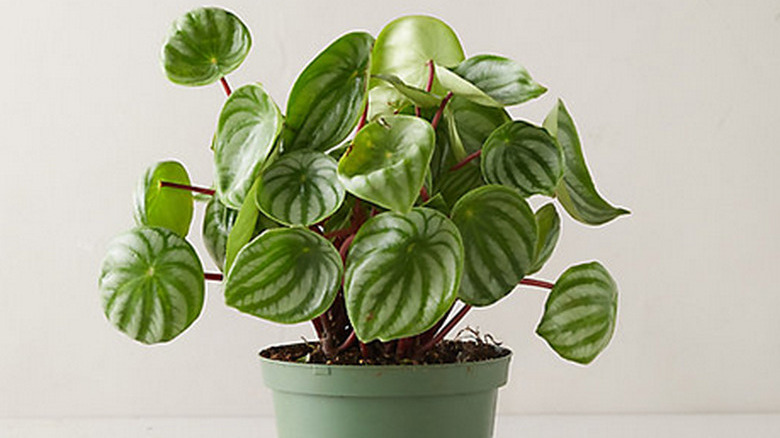 Watermelon Peperomia plant