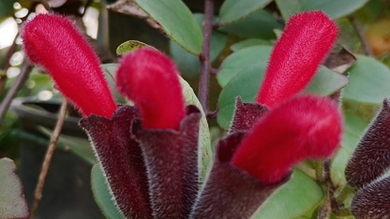 Curly Lipstick Plant