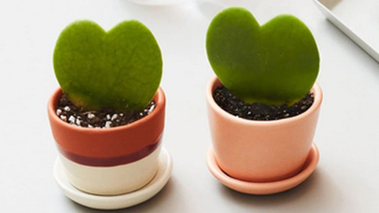 Sweetheart Hoya plant