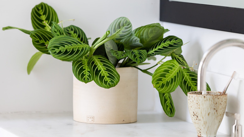 Maranta prayer plant