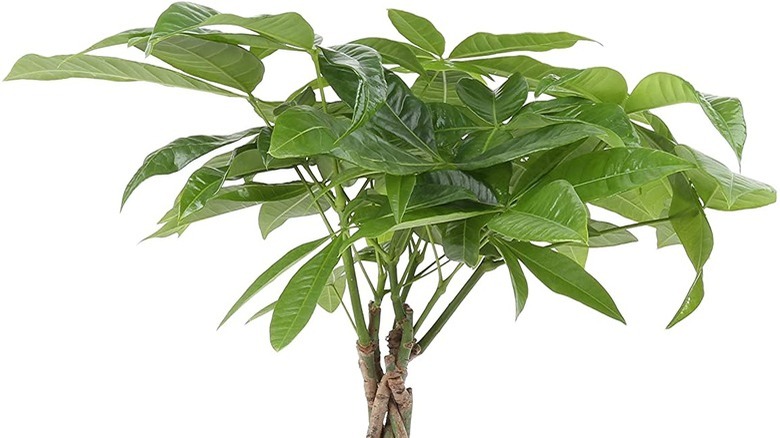 Money Tree plant