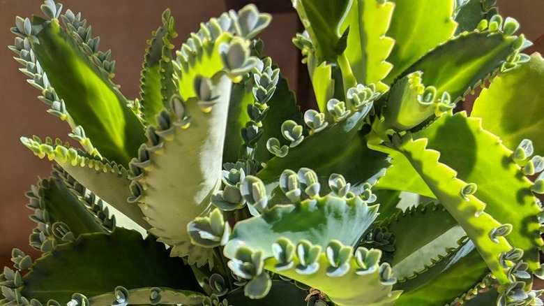 Mother of Thousands plant