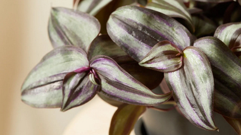 Tradescantia zebrina