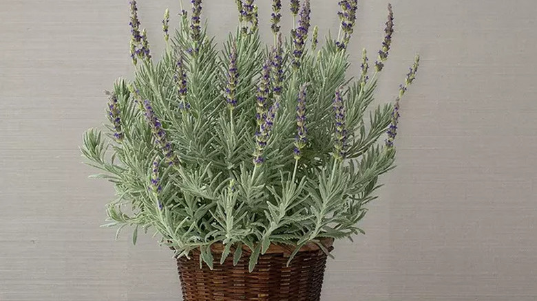 Lavender plant