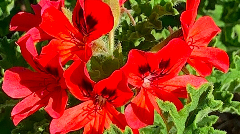 Red pelagonium plant