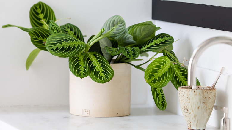 Maranta prayer plant