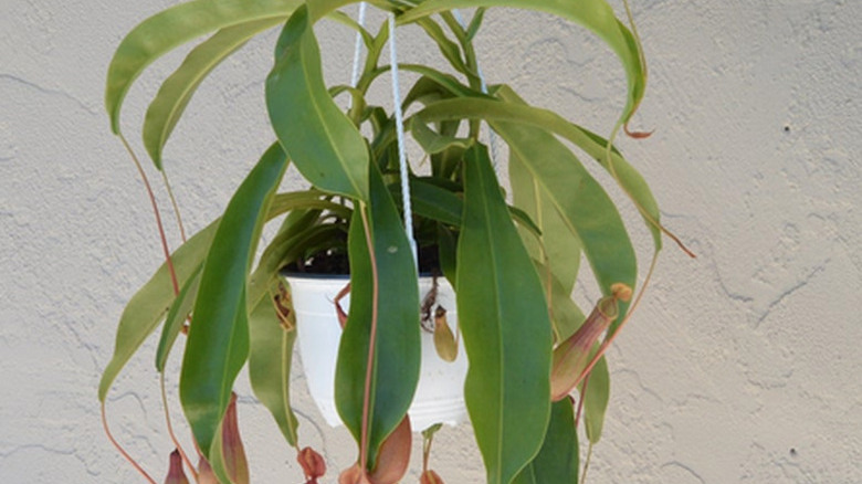 Nepenthes tropical pitcher plant