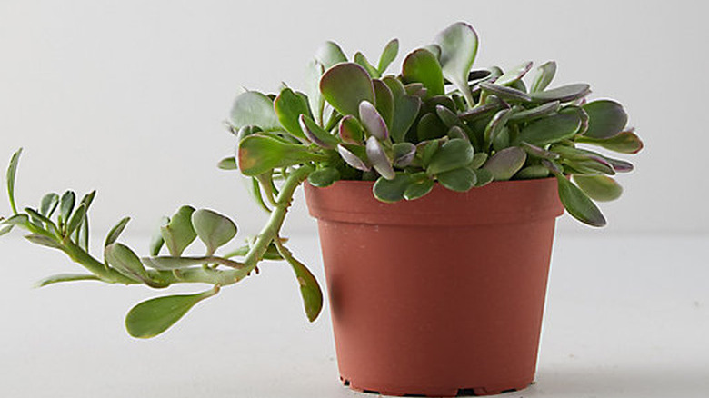 Trailing Jade plant