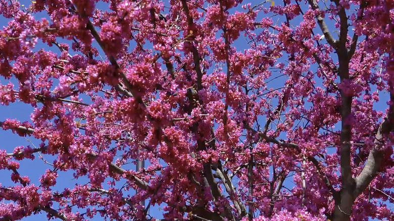 Merlot redbud tree in bloom