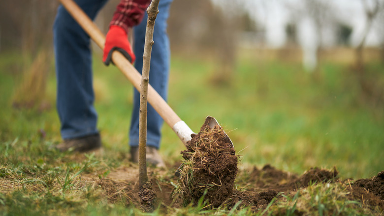 Gardner planting a tree in yard