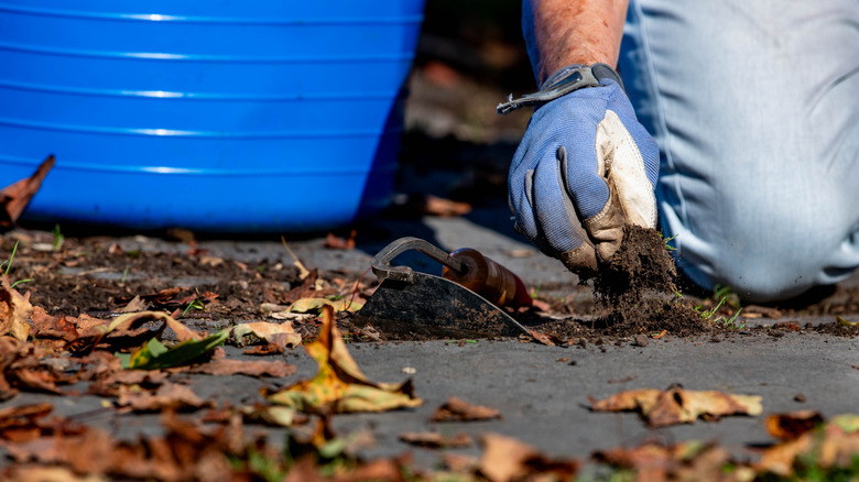 pulling weeds from pavers, autumn leaves on ground