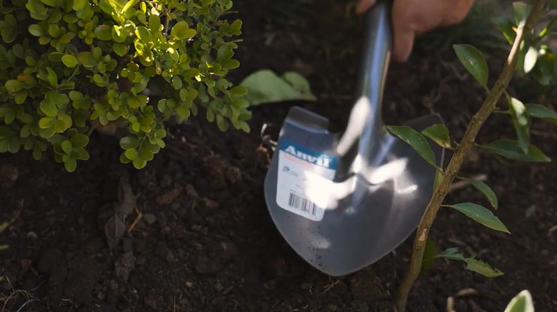 Digging with a compact Anvil D-handle shovel