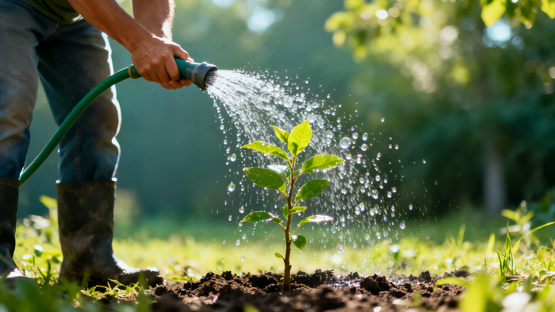 a person in boots watering a freshly planted sapling with a hose