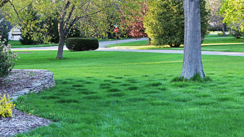 A lawn with bumps near a tree