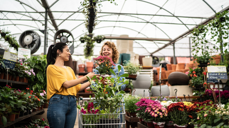 A greenhouse sales person shows a shopper a mum for sale.