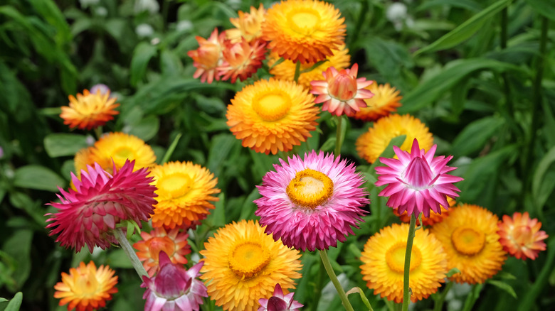 A close up of red, orange, and pink strawflowers in the garden.