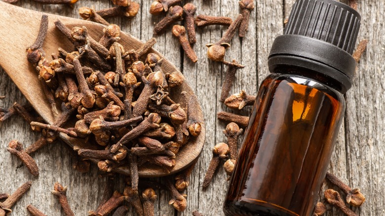 A bottle of clove essential oil next to a wooden spoon filled with whole cloves.