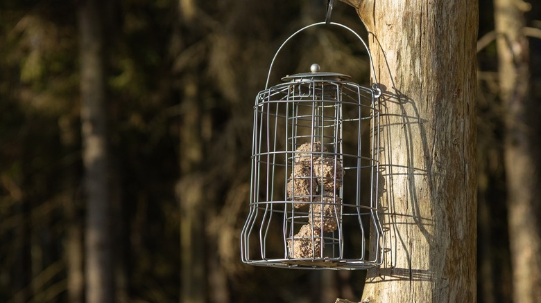 Suet placed inside a caged bird feeder