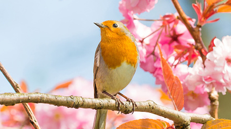 A colorful bird sits on the branch of a cherry blossom tree with pink blooms.